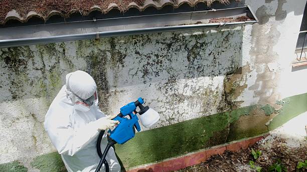 Top rated local Mold Cleanup specialists in Mohrsville, PA